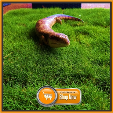 Zoysia Tenuifolia Trays