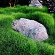 Buddha In Zoysia