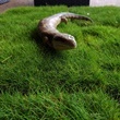 Lizard on Zoysia Trays