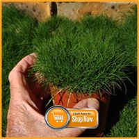 Continue to QLD Zoysia Pots