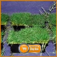 Continue to QLD Zoysia Punnets