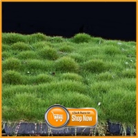 Continue to QLD Zoysia In Trays