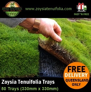 Mascarene Grass Trays No Mow Grass