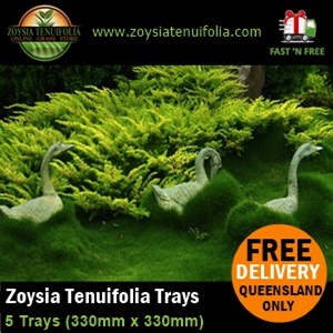 Zoysia No Mow Grass Korean Bump Grass