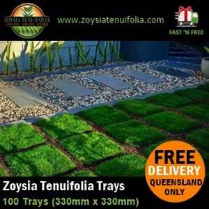 Korean Velvet Grass Zoysia Clumping Grass