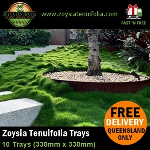 Korean No Mow Grass Trays Zoysia Tenuifolia
