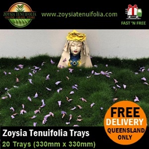 Petting Grass Zoysia Tenuifolia