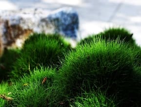 Zoysia Tenuifolia Close Up Shot