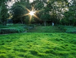 Zoysia Tenuifolia Used as a Living Stairway