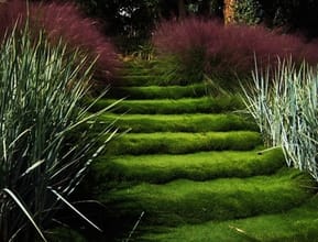 Zoysia Used As Stairs