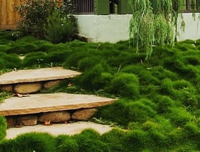Sanstone Steps With Temple Grass