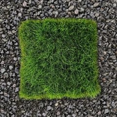 Zoysia Tenuifolia Grass Trays Zoysia Tenuifolia Tiles