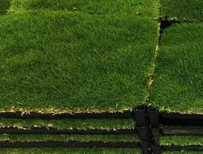 Trays Of Zoysia Tenuifolia